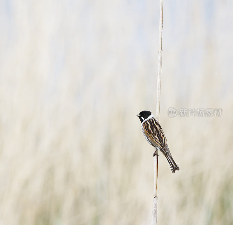 里德·班廷(Emberiza schoeniclus)